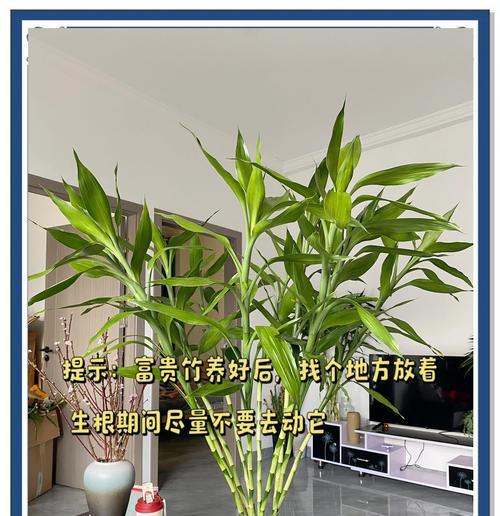 节节高富贵竹的养护方法有哪些？