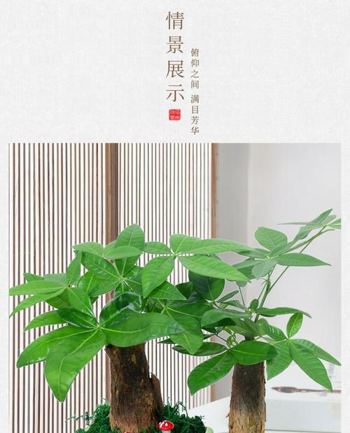 节节高富贵竹的养护方法有哪些？