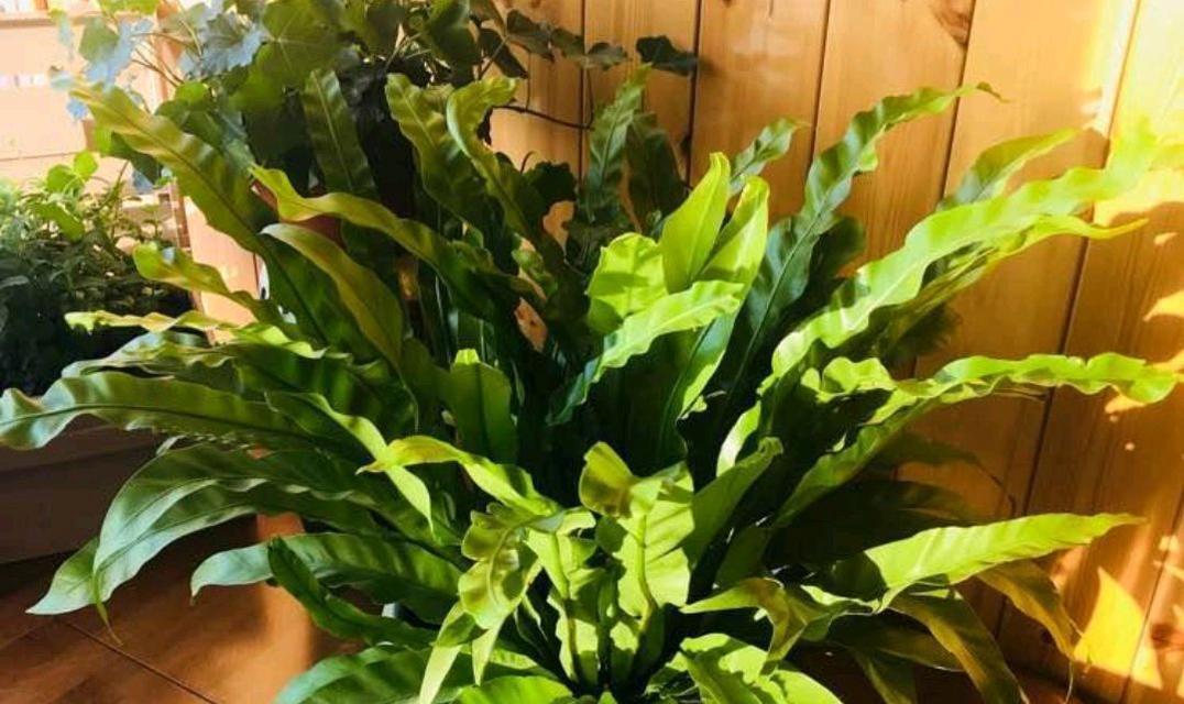 哪种耐阴花在北阳台也能开爆盆？