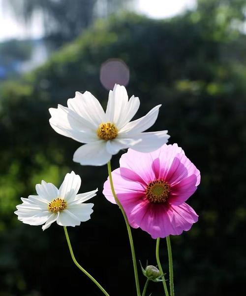 重瓣波斯菊第一批花是否为单瓣？