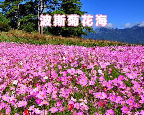 重瓣波斯菊第一批花是否为单瓣？