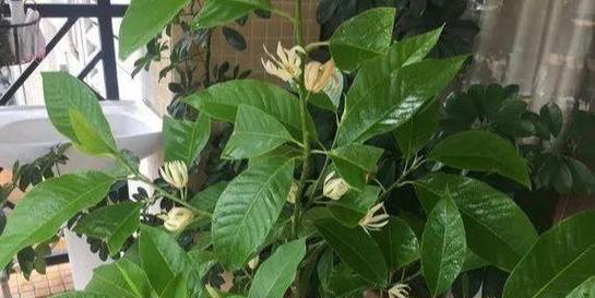 白兰花的养护指南是什么？