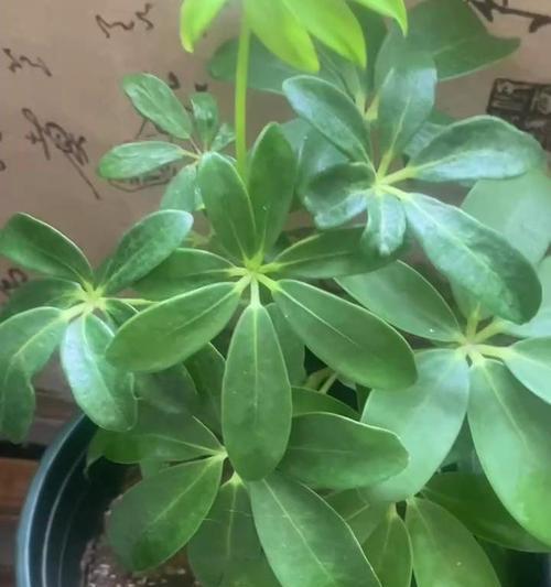 鸭掌木叶子发黄脱落的原因是什么？