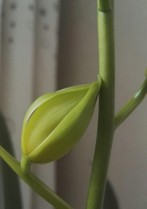 剑兰盛花期到了吗？你的花开了吗？