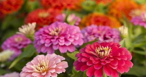 百日草什么时候会枯萎？如何延长花期？