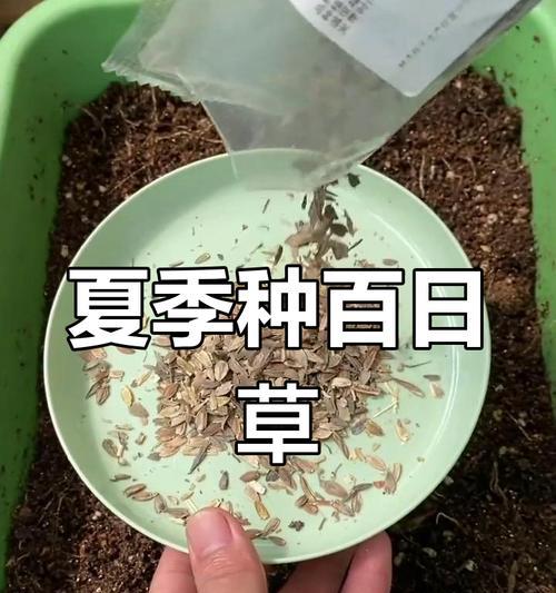 百日草什么时候会枯萎？如何延长花期？