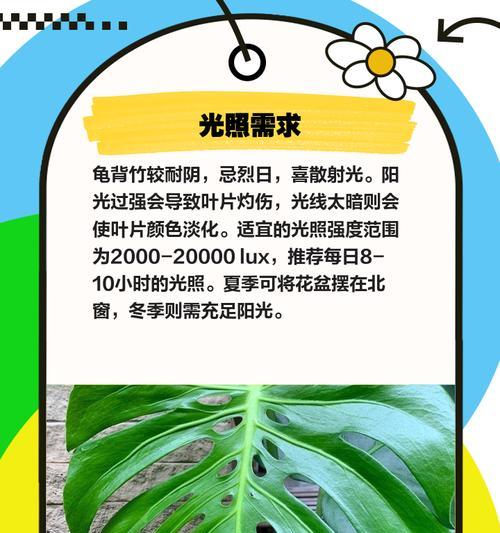 水养植物推荐有哪些？如何打造绿意空间？