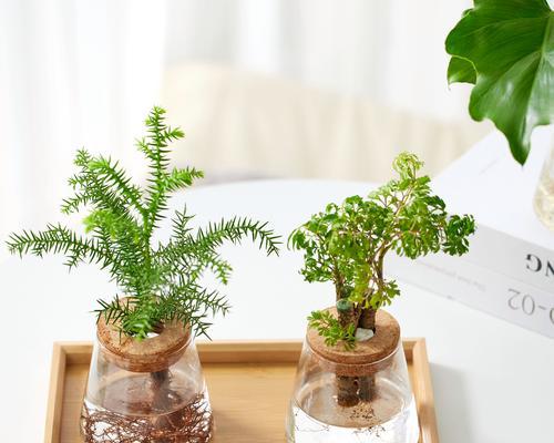 水养植物推荐有哪些？如何打造绿意空间？
