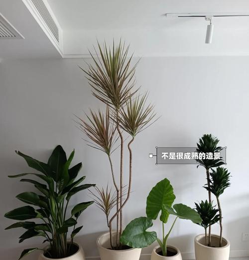 水养植物推荐有哪些？如何打造绿意空间？