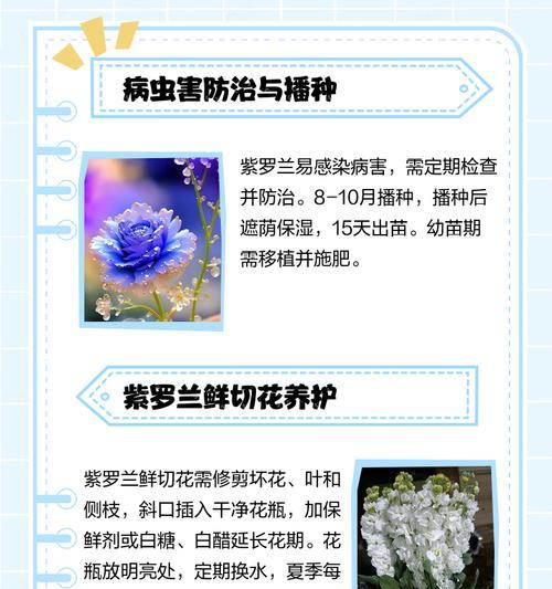 水培紫罗兰的养护方法是什么？