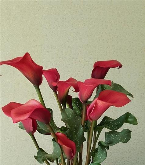 彩色马蹄莲种植及花后管理全攻略是什么？