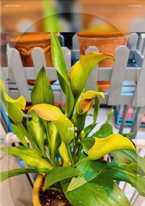 彩色马蹄莲种植及花后管理全攻略是什么？