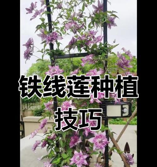 铁线莲的魅力与养护指南有哪些？