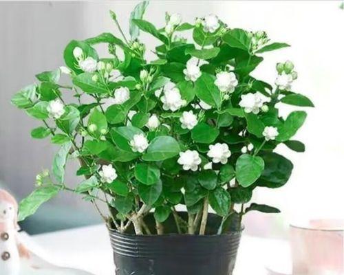 非洲茉莉几年开花一次？如何养护？