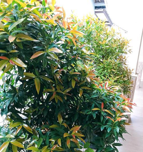 非洲茉莉几年开花一次？如何养护？