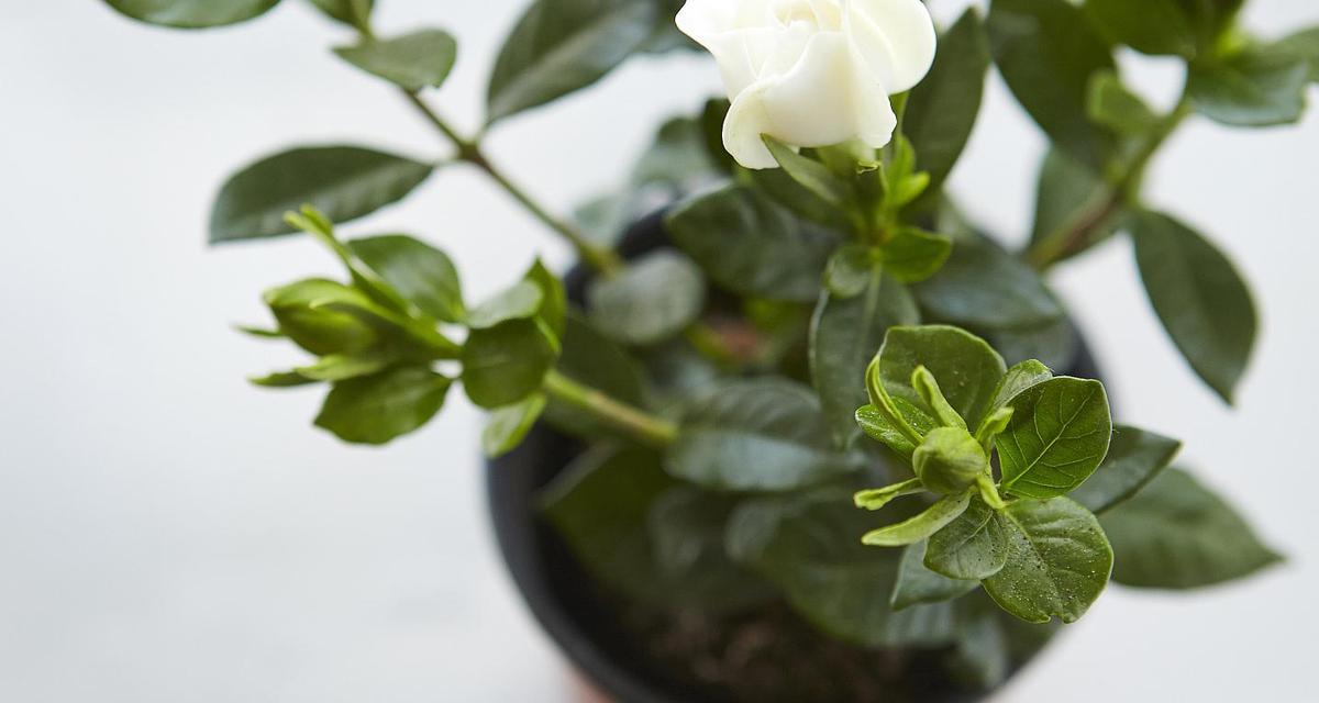 非洲茉莉几年开花一次？如何养护？