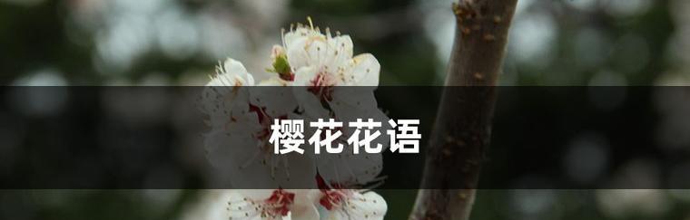 不懂花语何谈赏花？山西常见花花语有哪些？