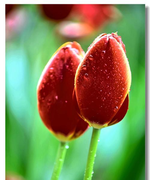 不懂花语何谈赏花？山西常见花花语有哪些？