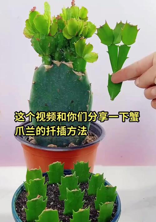 爪兰的养殖方法和注意事项是什么？