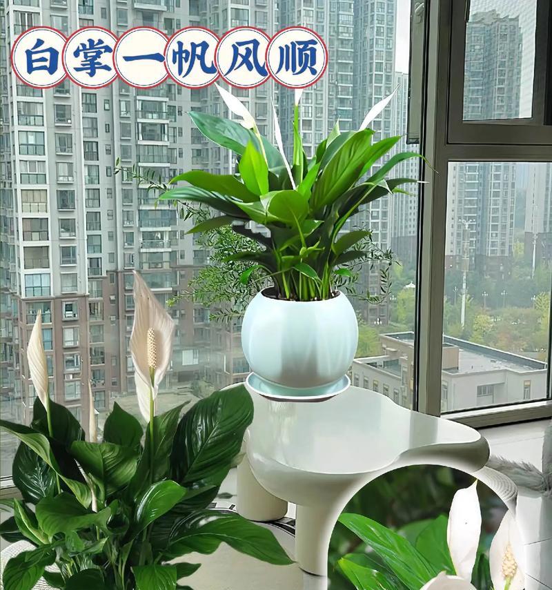 植物盆栽绿植有哪些养护秘诀？