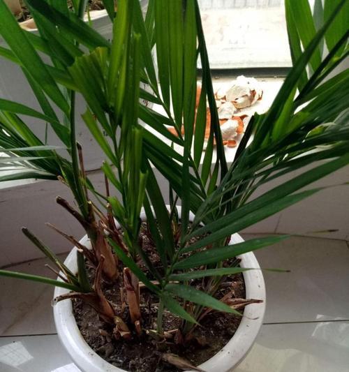 植物盆栽绿植有哪些养护秘诀？
