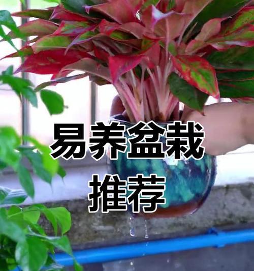 植物盆栽绿植有哪些养护秘诀？