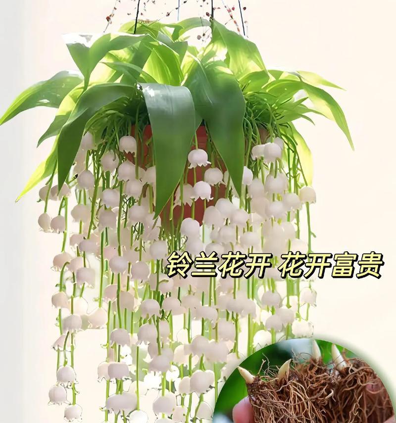 玉香球兰为何易开花耐寒？香味独特期待上架？
