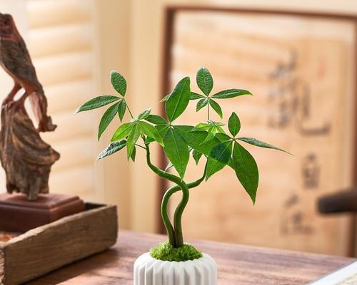 盆景树盆栽有哪些特点和养护方法？