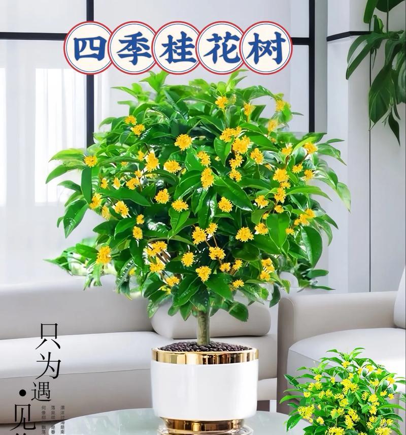 盆景树盆栽有哪些特点和养护方法？