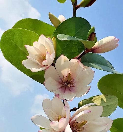 含笑花植物花卉的养护要点是什么？