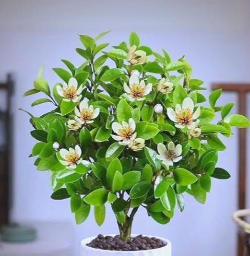 含笑花植物花卉的养护要点是什么？