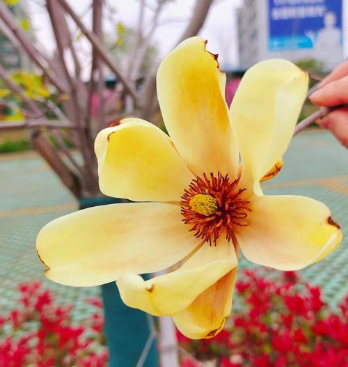 含笑花植物花卉的养护要点是什么？