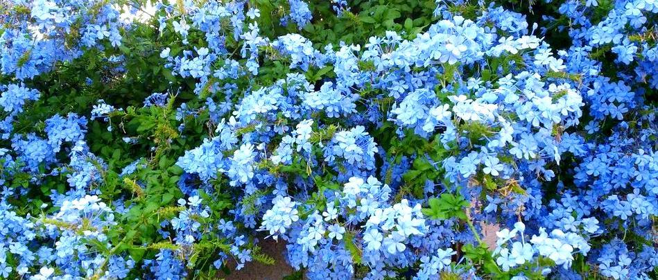 兰花养护全方位指南：品种、开花与养性之道是什么？