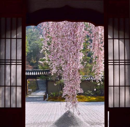樱花有哪些品种？染井吉野和垂枝樱有何不同？