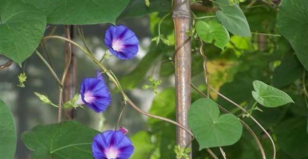 四月种牵牛花好吗？牵牛花的种植和养护技巧有哪些？