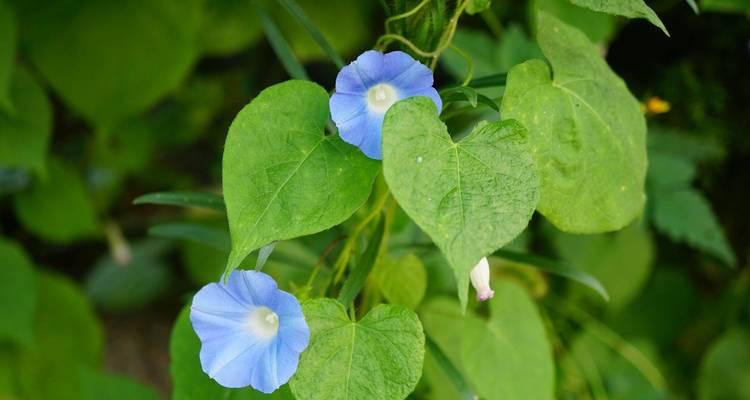 四月种牵牛花好吗？牵牛花的种植和养护技巧有哪些？