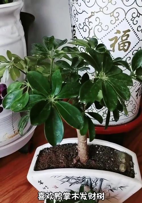 鸭脚木如何扦插？扦插鸭脚木的正确步骤是什么？