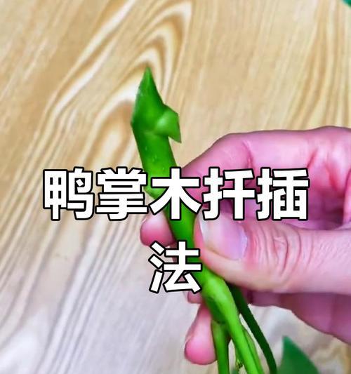 鸭脚木如何扦插？扦插鸭脚木的正确步骤是什么？