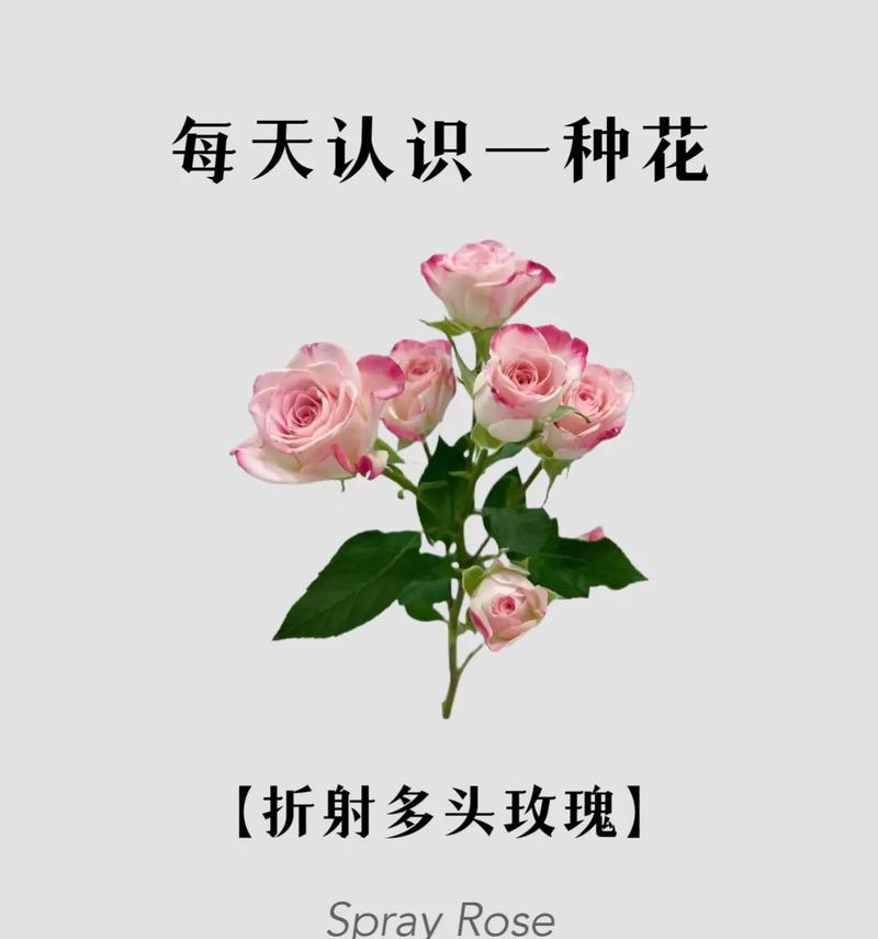 花语大全是什么？100种花的寓意分别是什么？