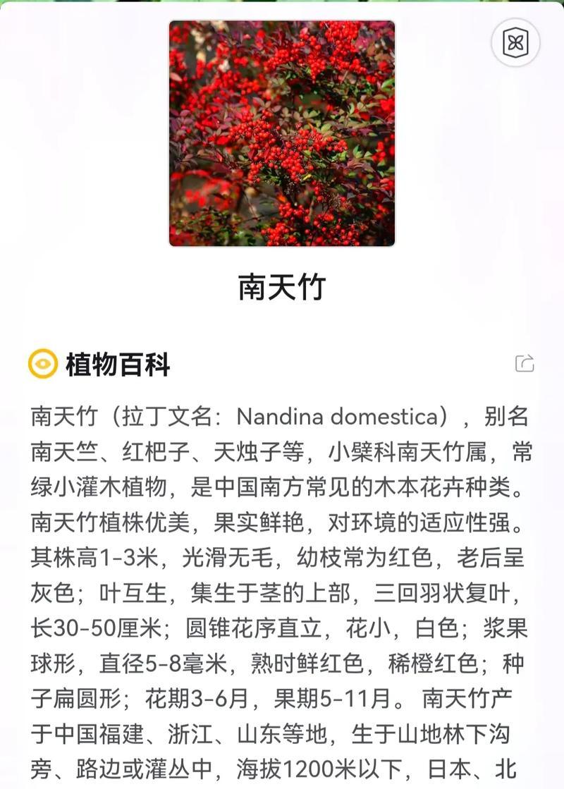 南天竹如何修剪和养护？南天竹的养护技巧是什么？