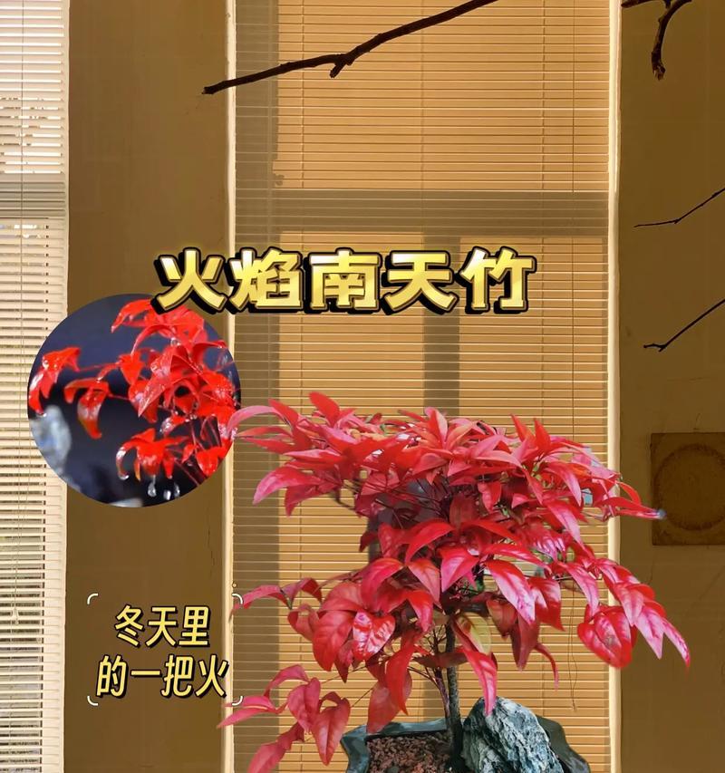 南天竹如何修剪和养护？南天竹的养护技巧是什么？