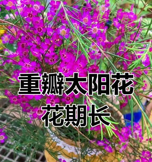 太阳花如何超强养护？新手养太阳花的技巧是什么？