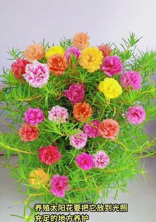 太阳花如何超强养护？新手养太阳花的技巧是什么？