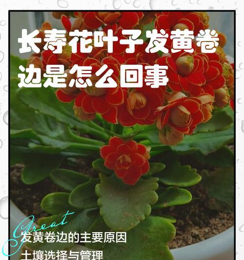 哪些花卉不耐强光？不耐强光花卉的养护方法是什么？