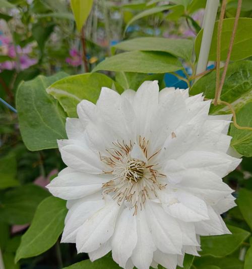 铁线莲多久开花？栽植铁线莲的正确方法是什么？