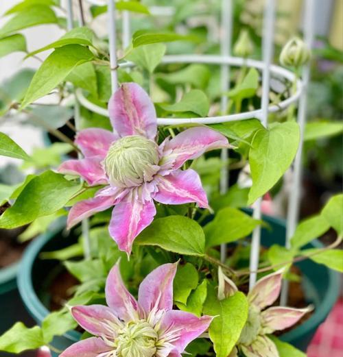 铁线莲多久开花？栽植铁线莲的正确方法是什么？
