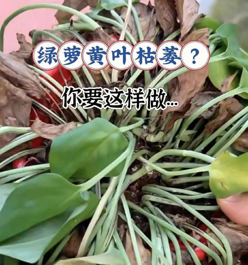 植物黄叶是什么原因？如何正确处理植物黄叶问题？