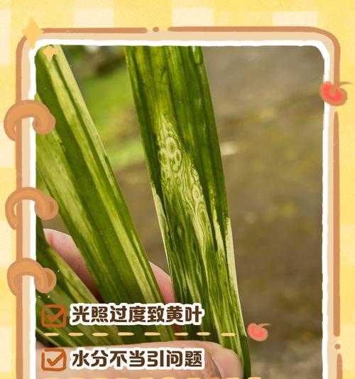 植物黄叶是什么原因？如何正确处理植物黄叶问题？