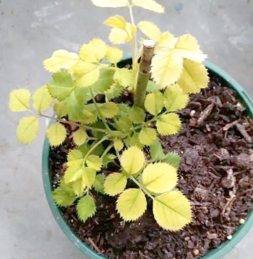植物黄叶是什么原因？如何正确处理植物黄叶问题？