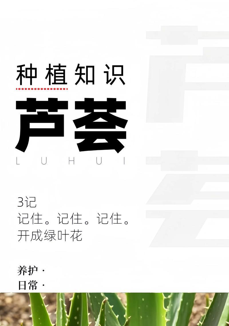 芦荟如何养殖？养殖芦荟需要注意什么？